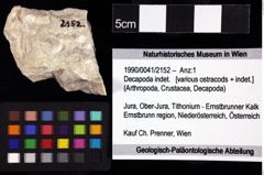 Foto (Objket + Etiketten) von Decapoda indet. 